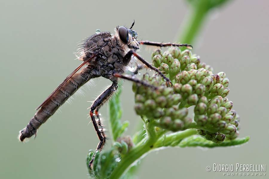 Asilide da identificare