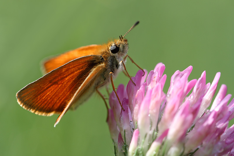 Thymelicus sylvestris?