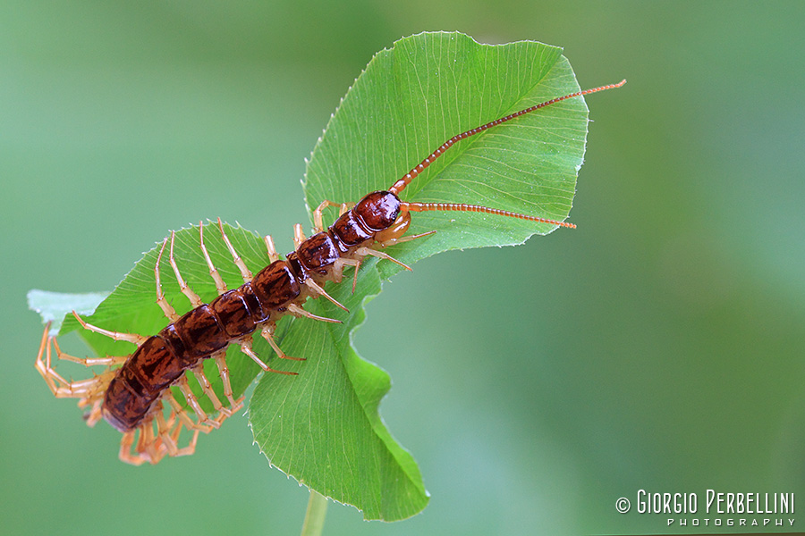 Lithobius o scolopendra?