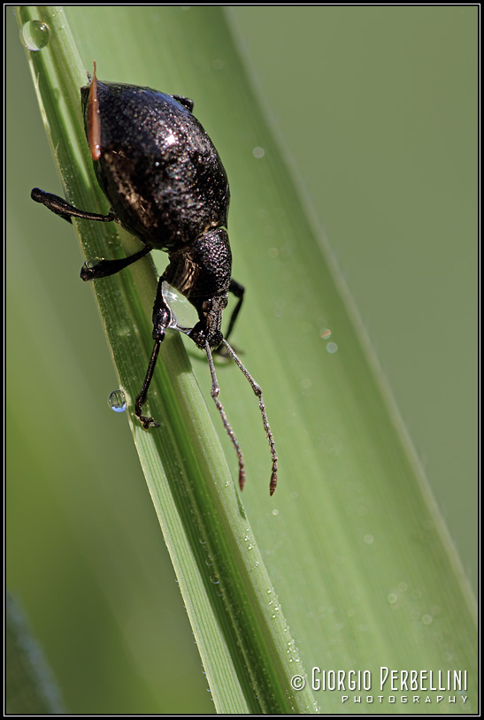 Otiorhynchus sulcatus ?