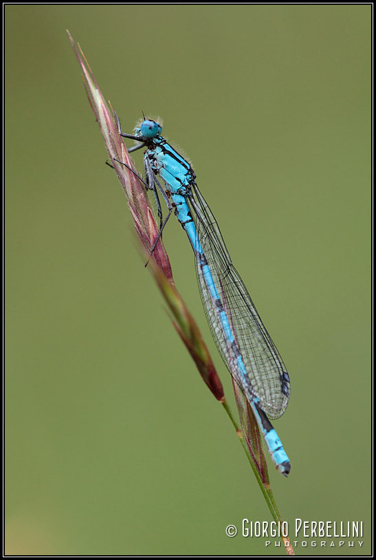 Damigella da identificare