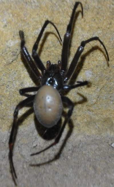 Tethragnatidae:  Meta bourneti e Metellina sp.  - Sicilia centrale (in grotta)