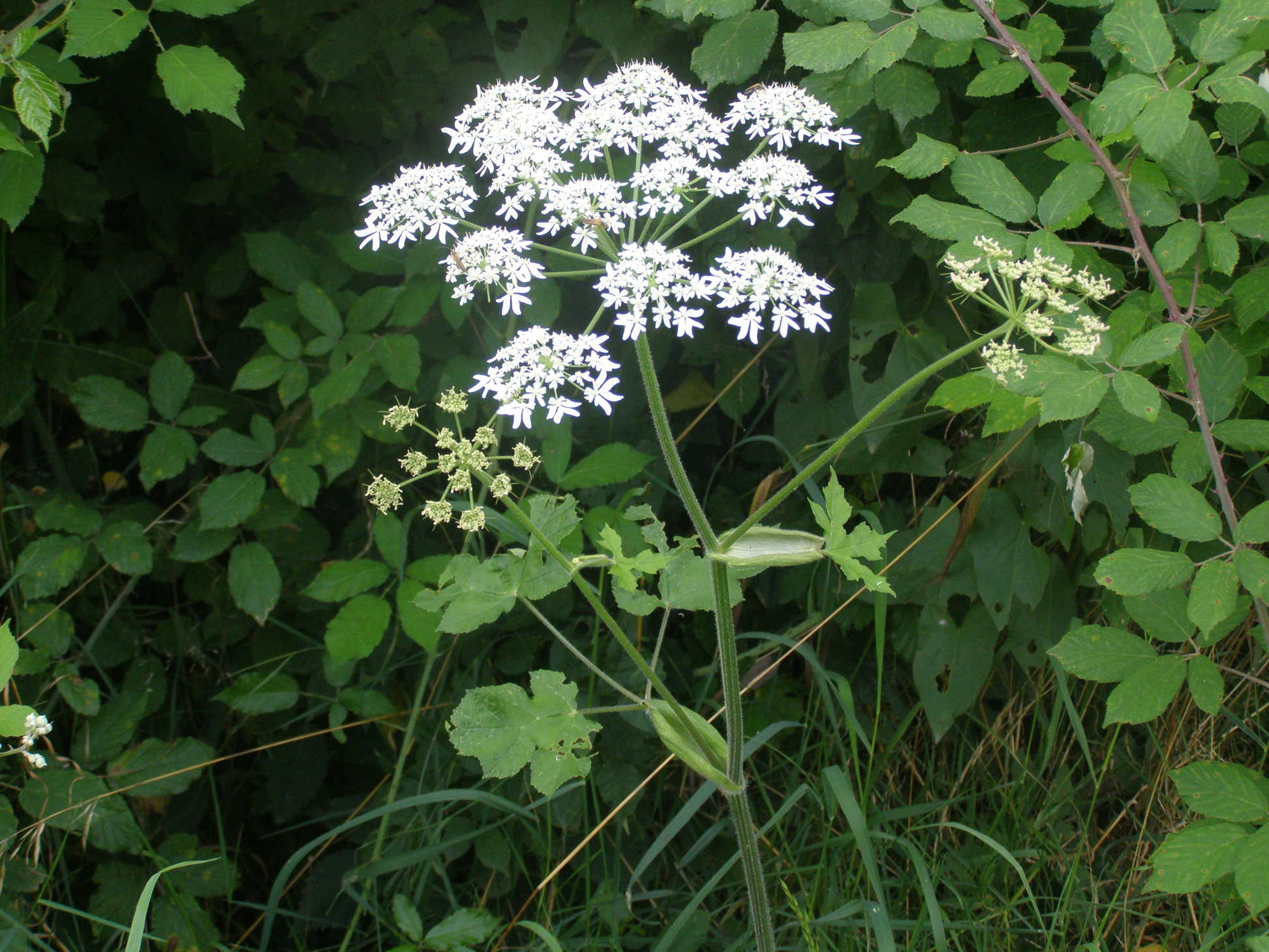 Heracleum sphondylium / Panace comune