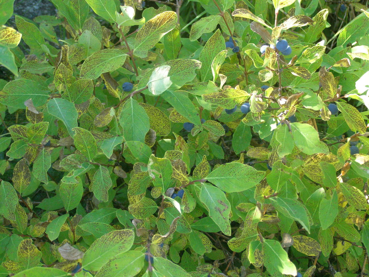 Lonicera caerulea / Caprifoglio turchino