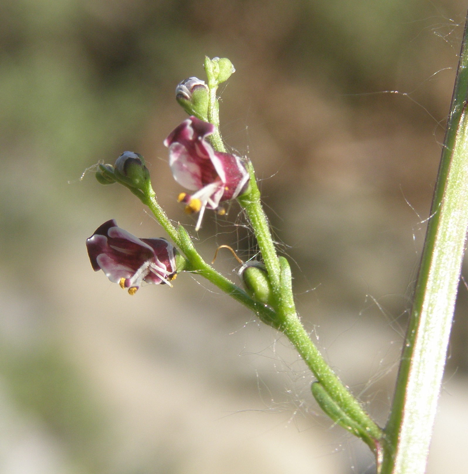 Scrophularia canina