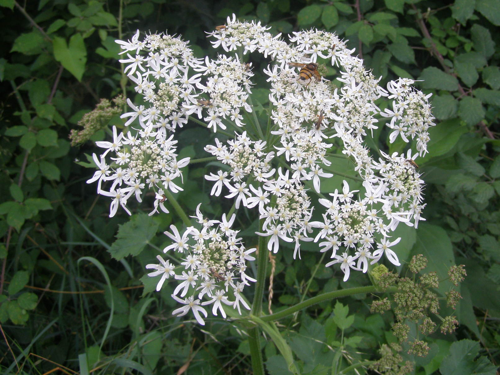 Heracleum sphondylium / Panace comune