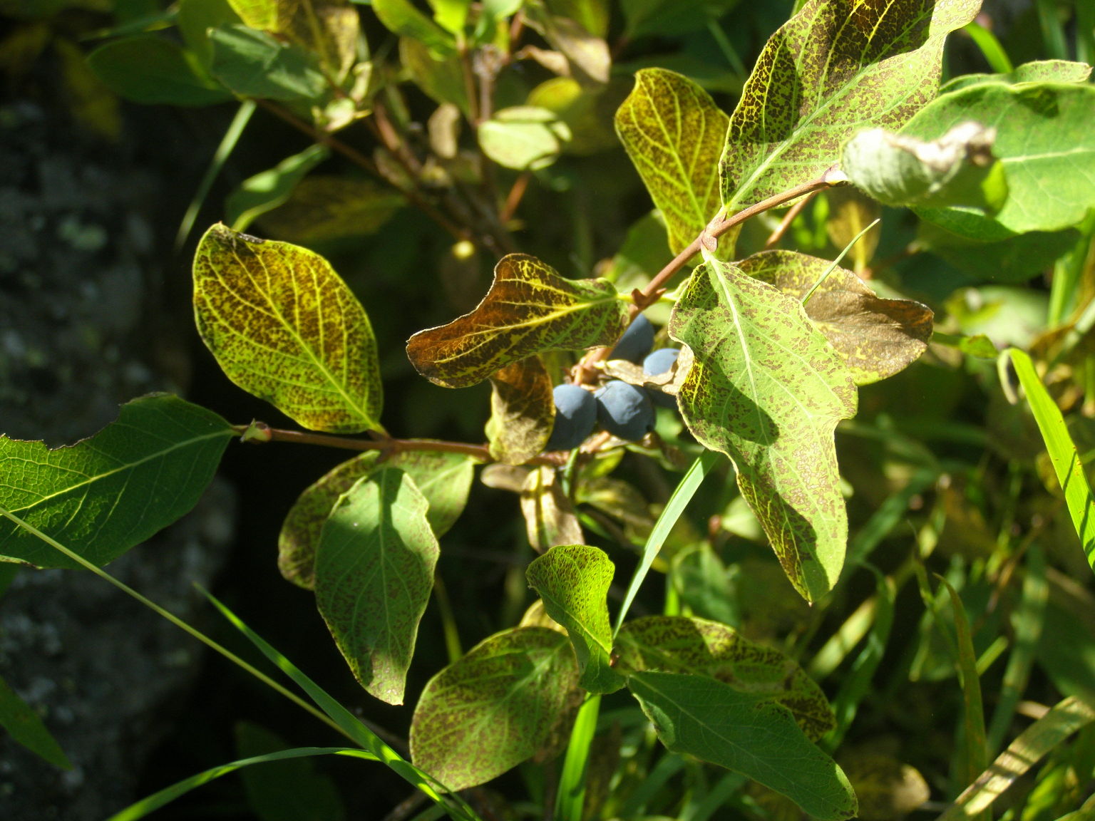 Lonicera caerulea / Caprifoglio turchino