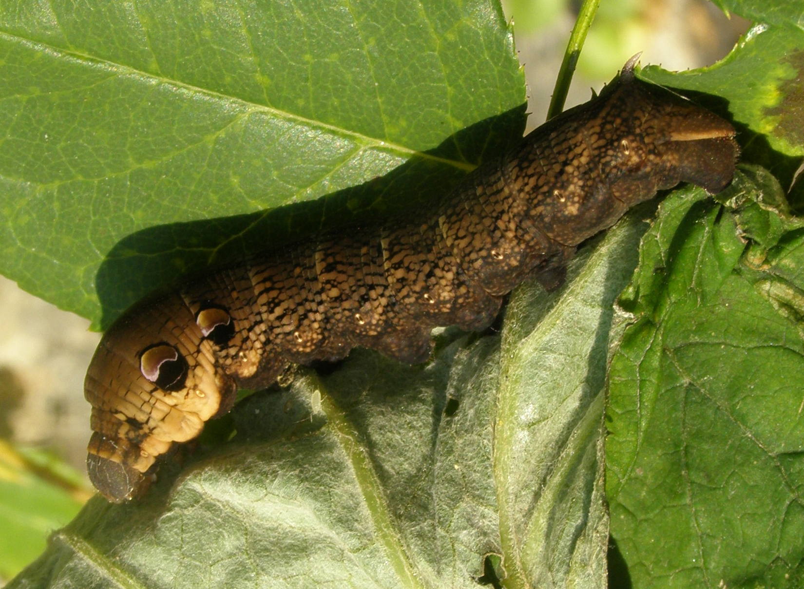 Bruco da id. - Deilephila elpenor, Sphingidae