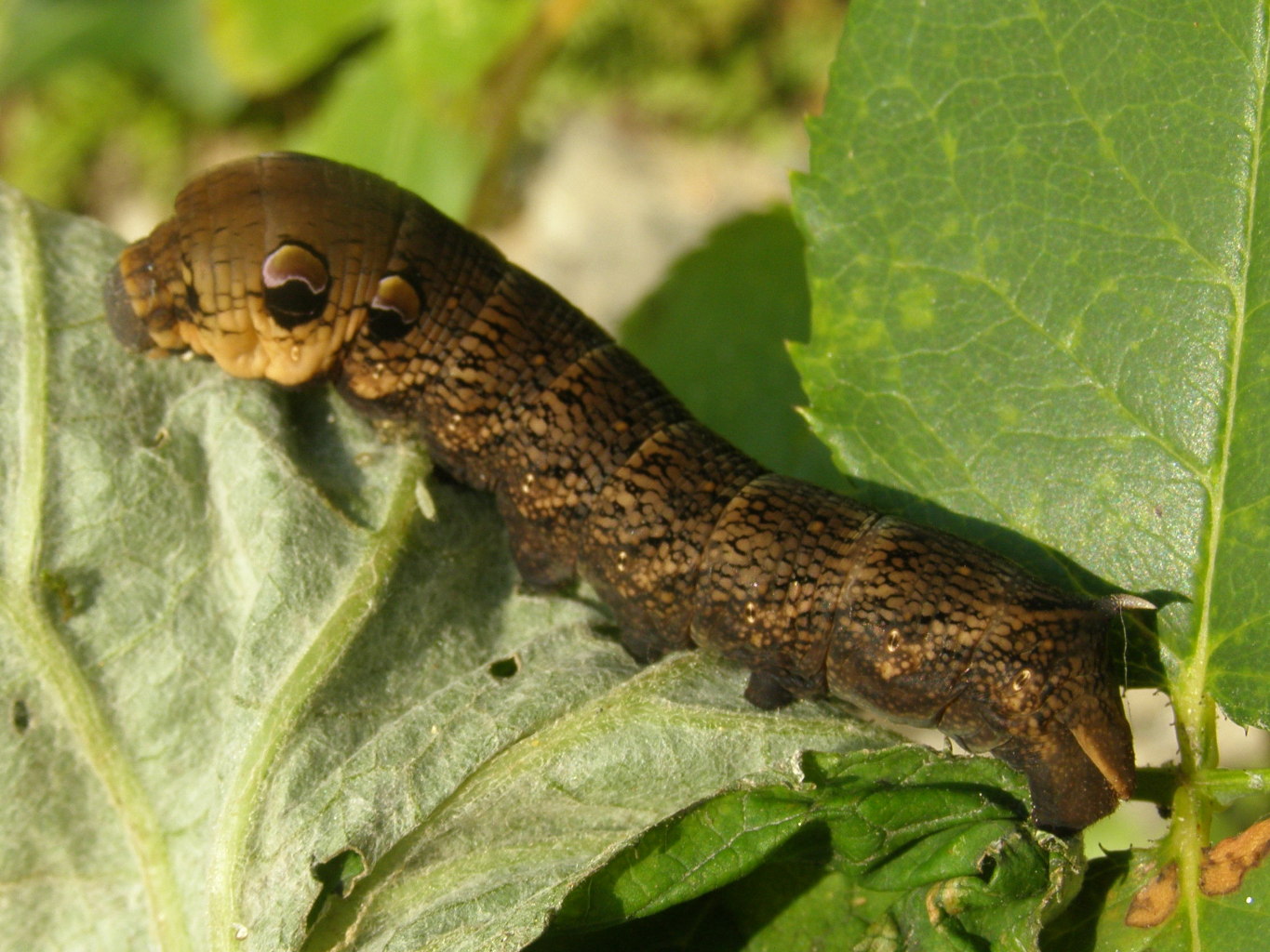 Bruco da id. - Deilephila elpenor, Sphingidae