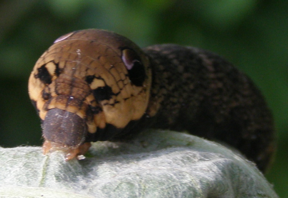 Bruco da id. - Deilephila elpenor, Sphingidae