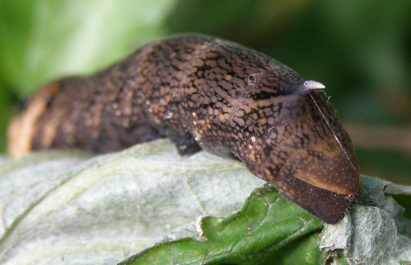 Bruco da id. - Deilephila elpenor, Sphingidae