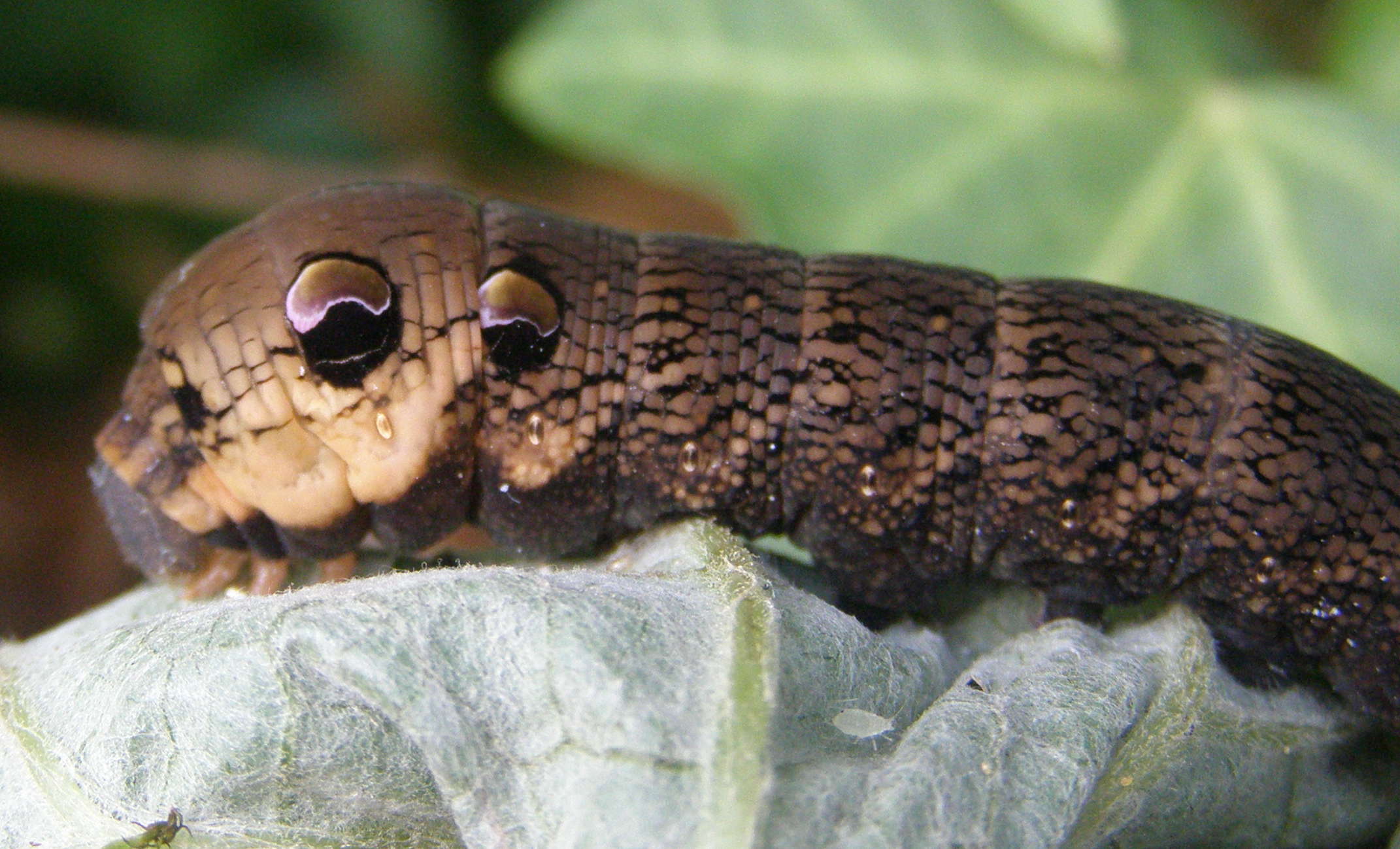 Bruco da id. - Deilephila elpenor, Sphingidae