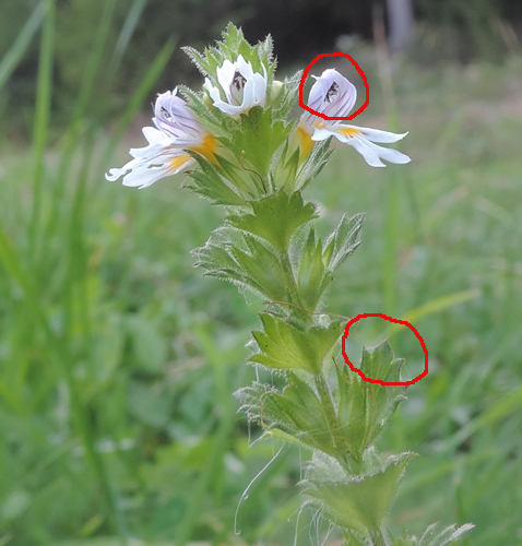 Piccolissimo fiore - Euphrasia sp.