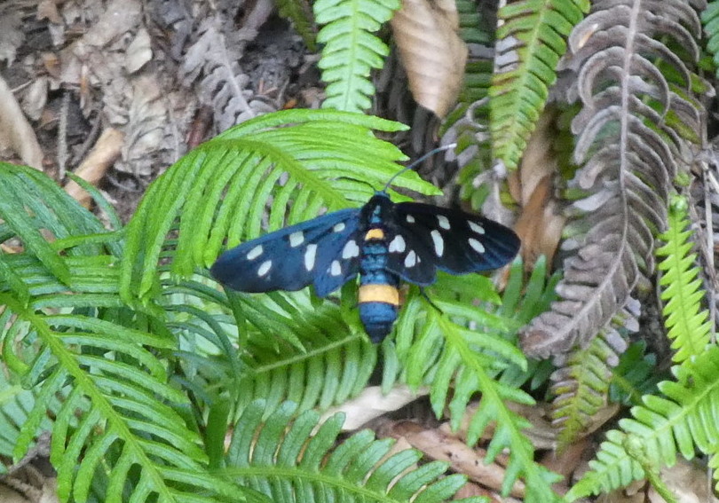 Amata phegea (Erebidae Arctiinae)