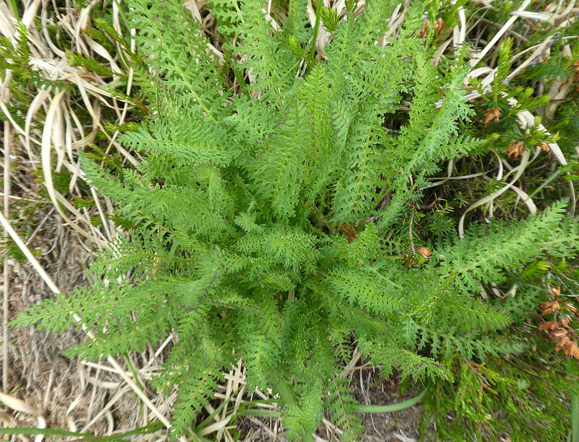 felce da id., no, Achillea sp.