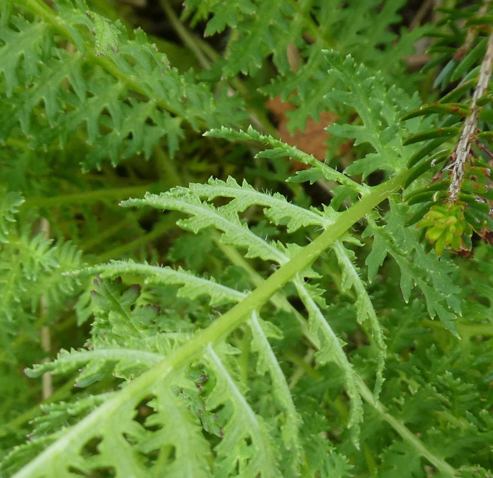 felce da id., no, Achillea sp.