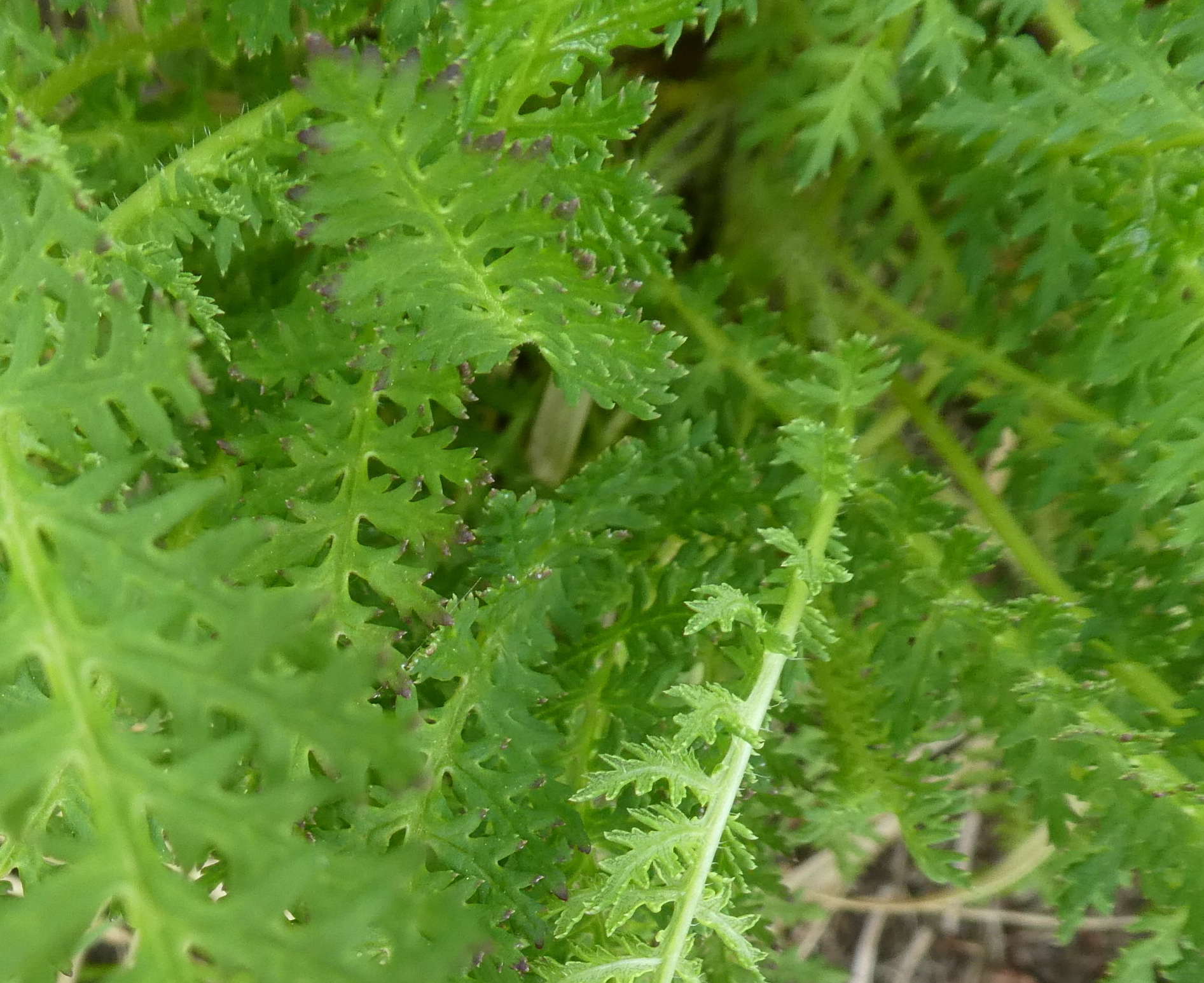 felce da id., no, Achillea sp.