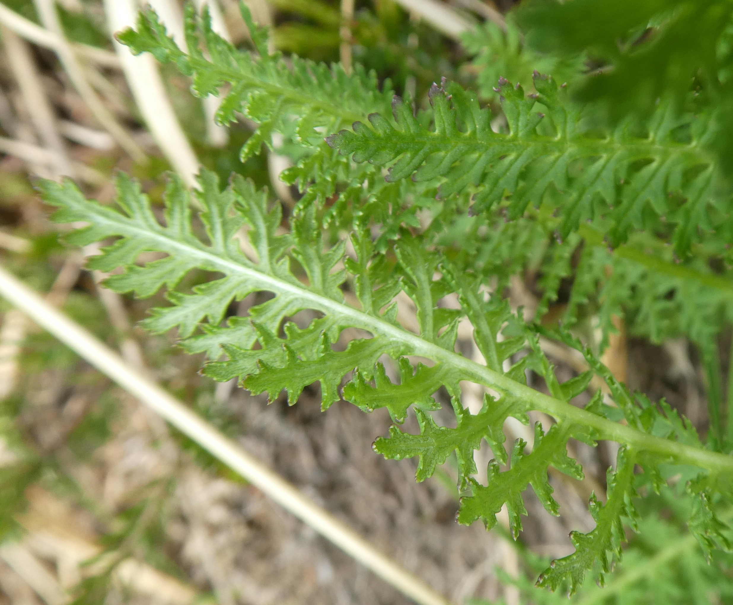 felce da id., no, Achillea sp.