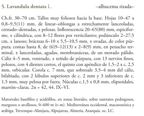 Dall'' Andalusia: Lavandula dentata (Lamiaceae)