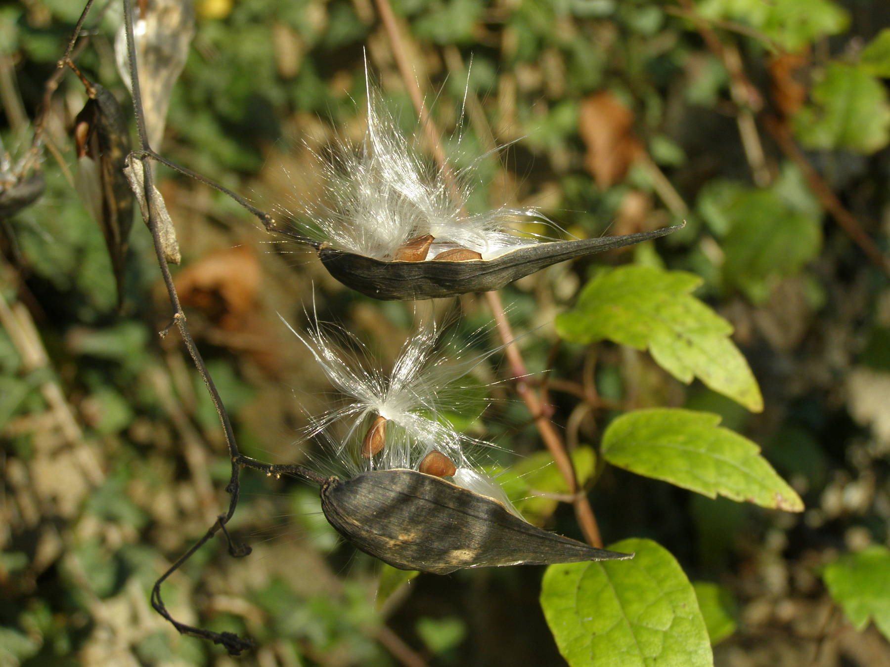 Baccelli di Vincetoxicum hirundinaria