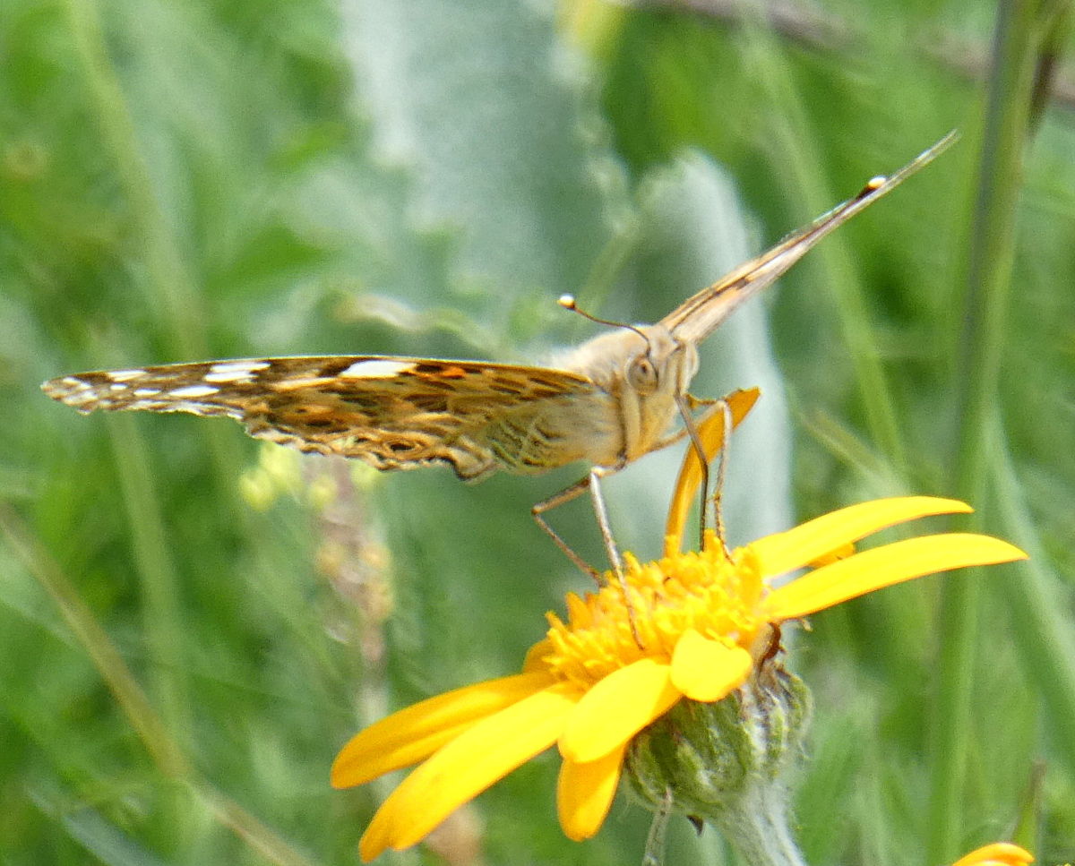 Vanessa cardui