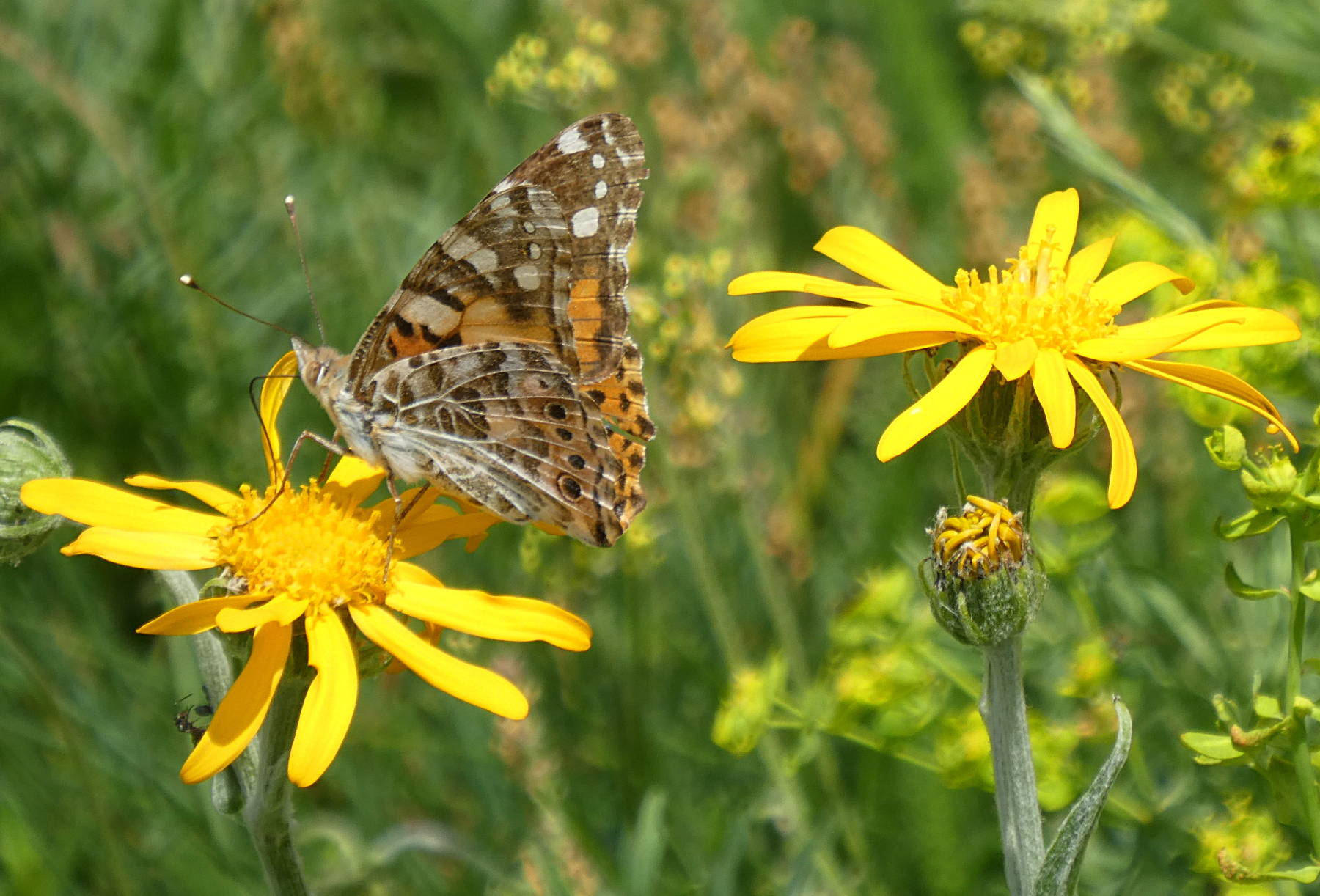 Vanessa cardui