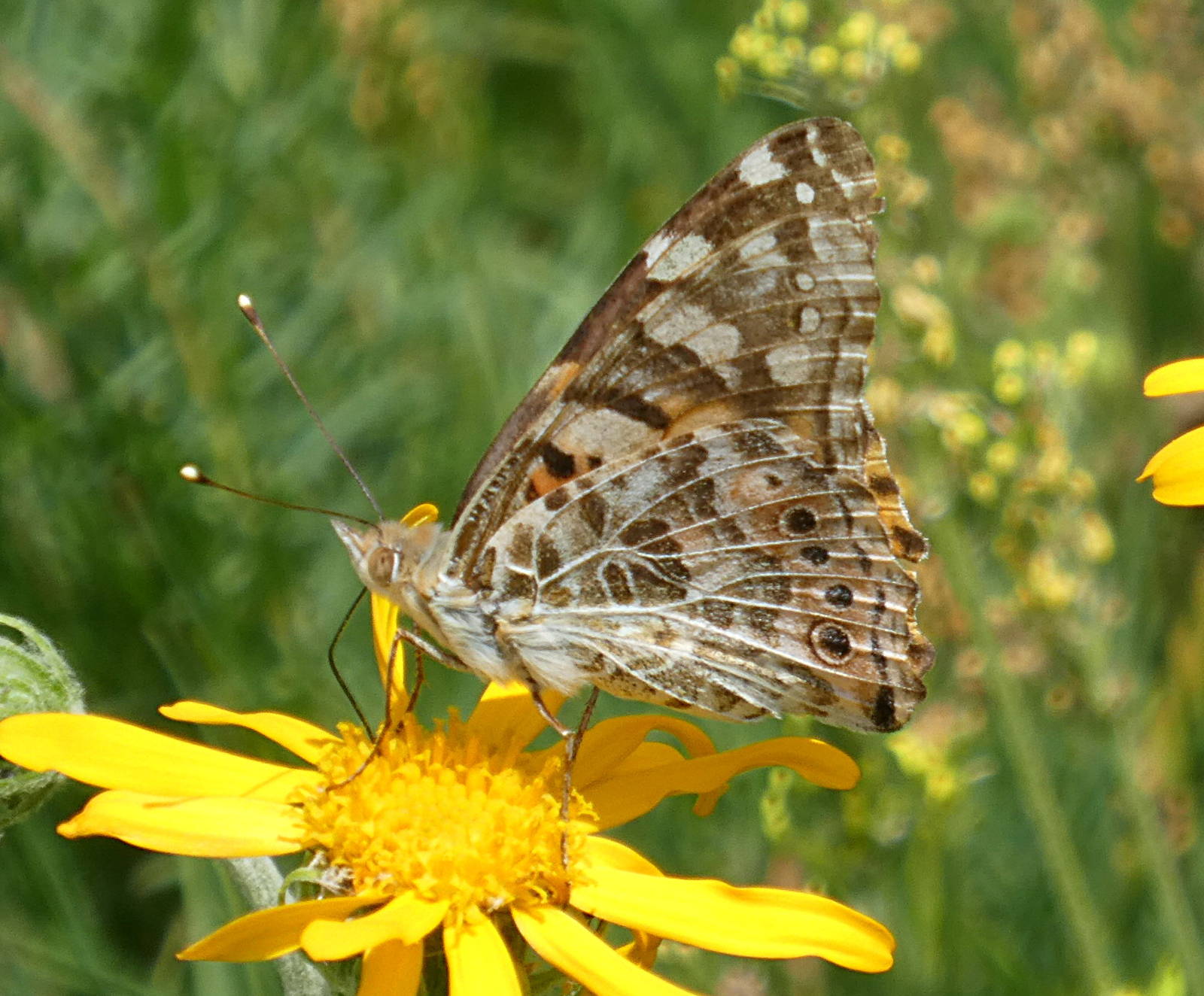 Vanessa cardui