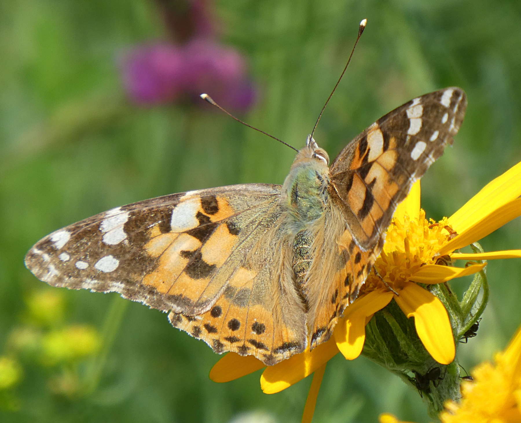 Vanessa cardui