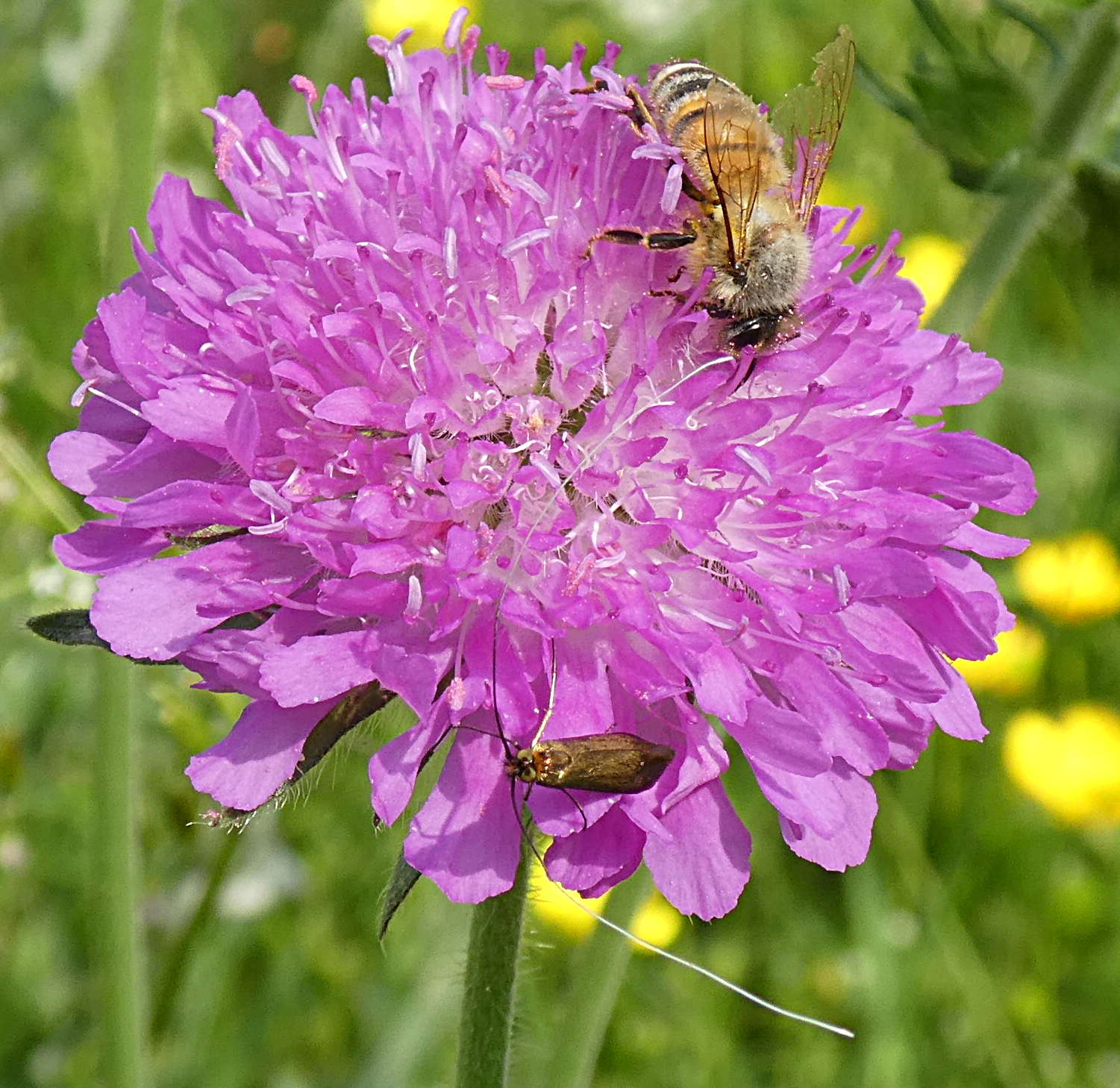 antennuto: Adelidae da id.