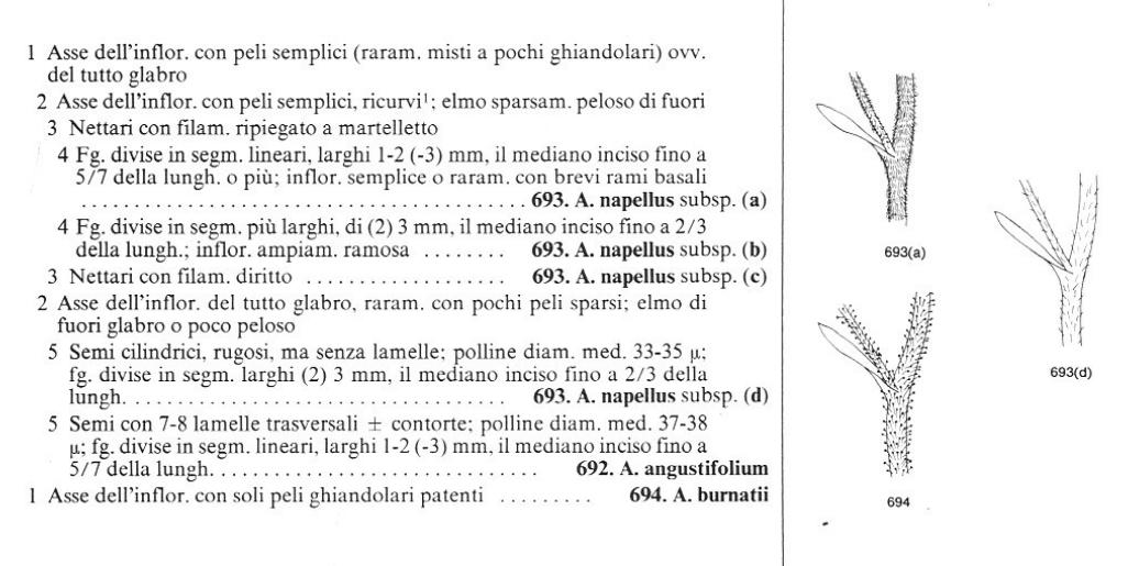 Aconitum napellus?  Aconitum sp. (A. napellus o  A. tauricum )