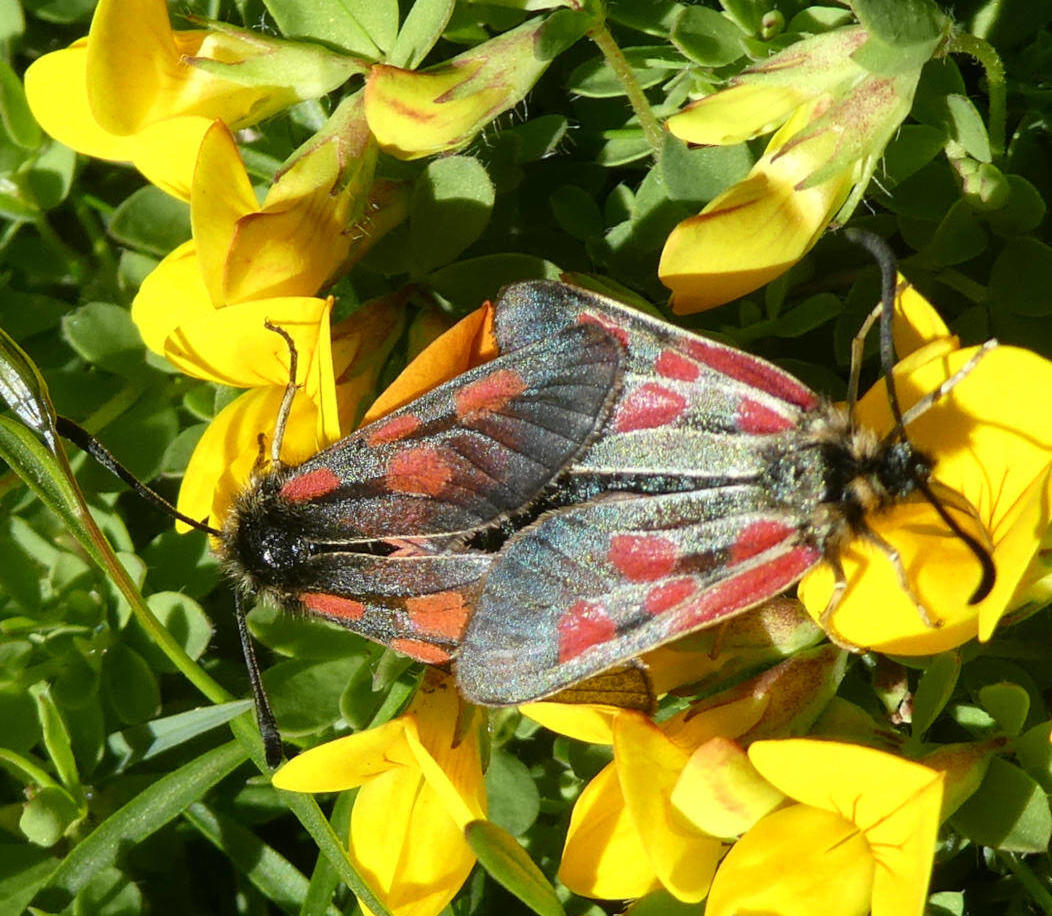 zygaena da id.