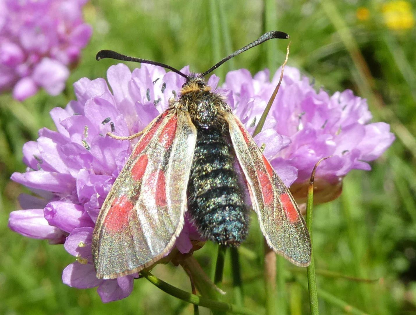 zygaena da id.