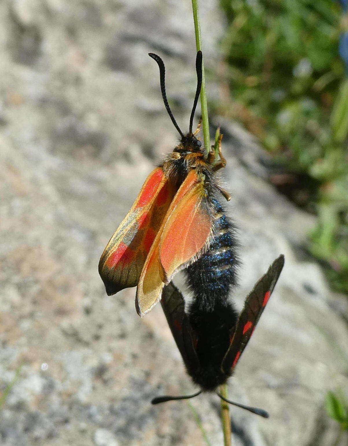 zygaena da id.