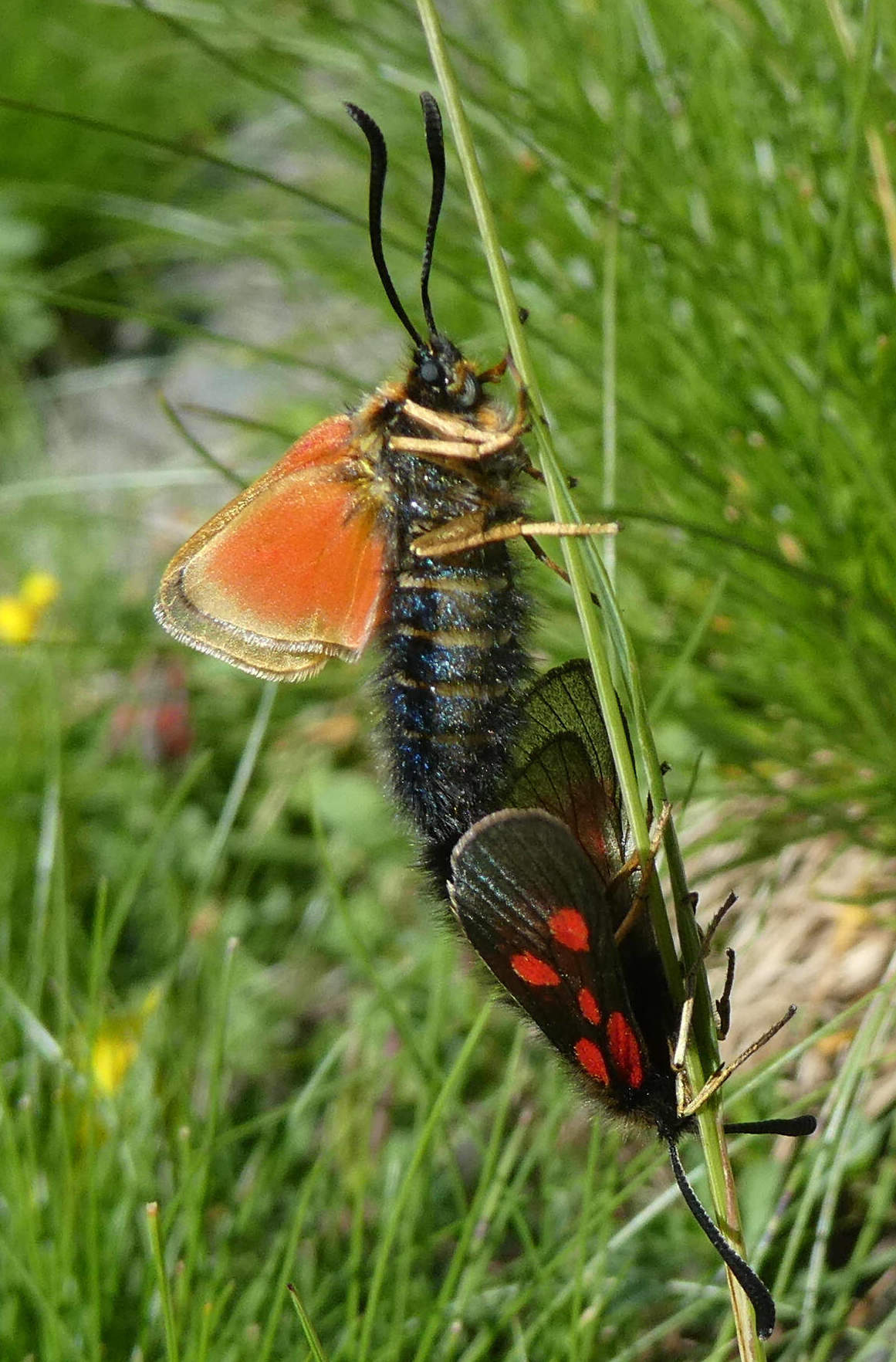 zygaena da id.