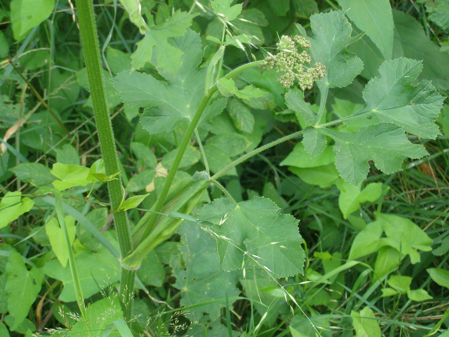 Heracleum sphondylium / Panace comune