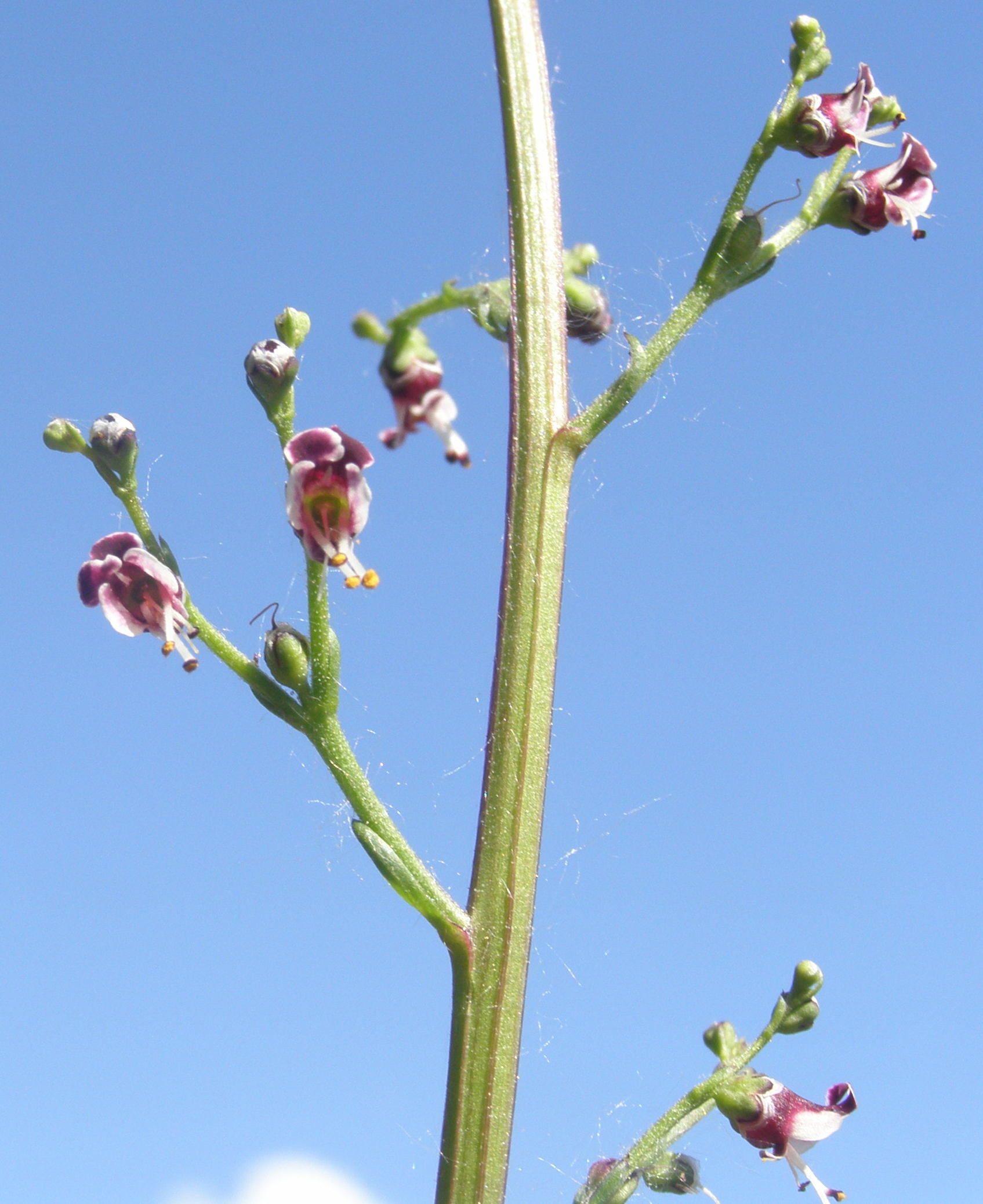 Scrophularia canina