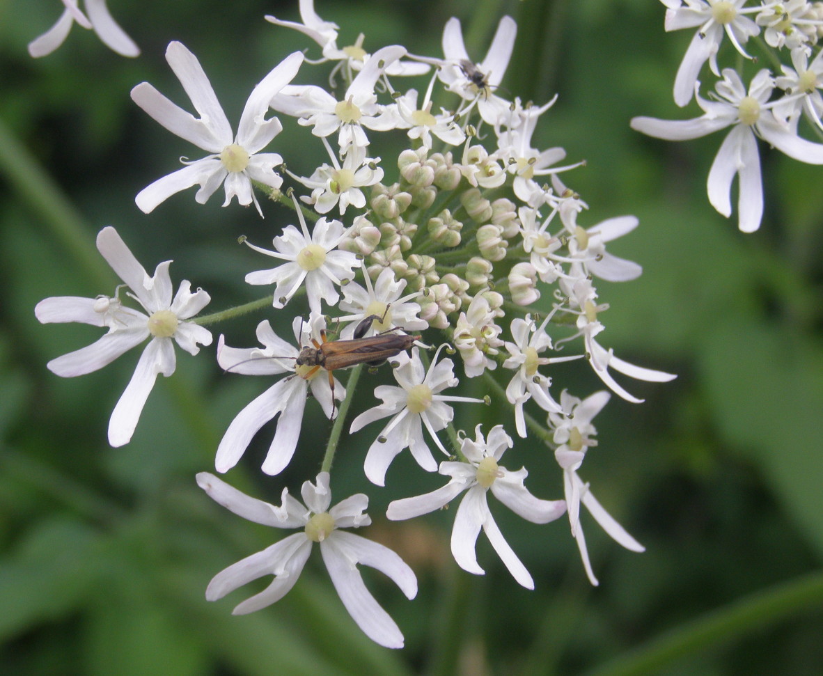 Heracleum sphondylium / Panace comune