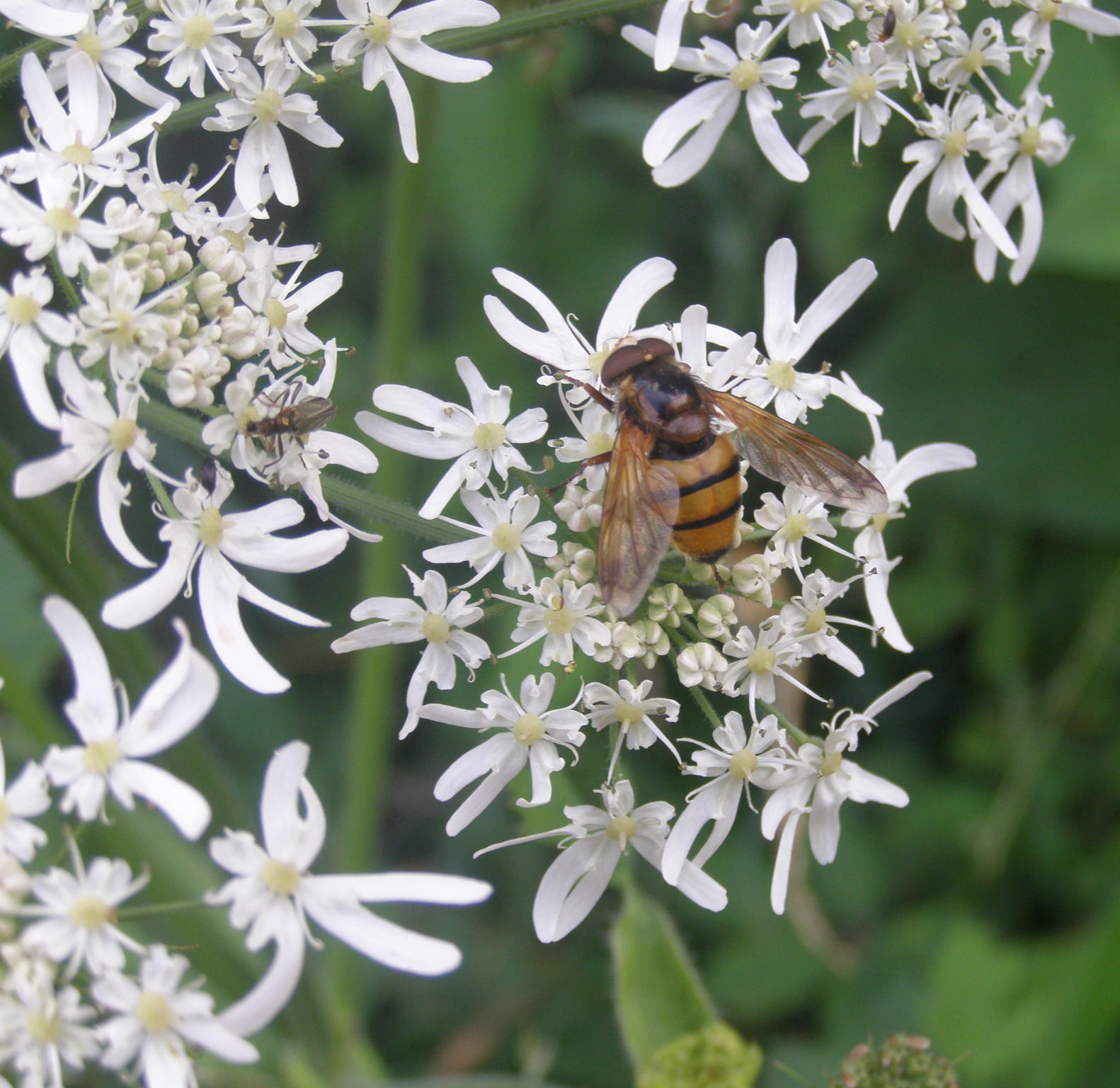 Heracleum sphondylium / Panace comune