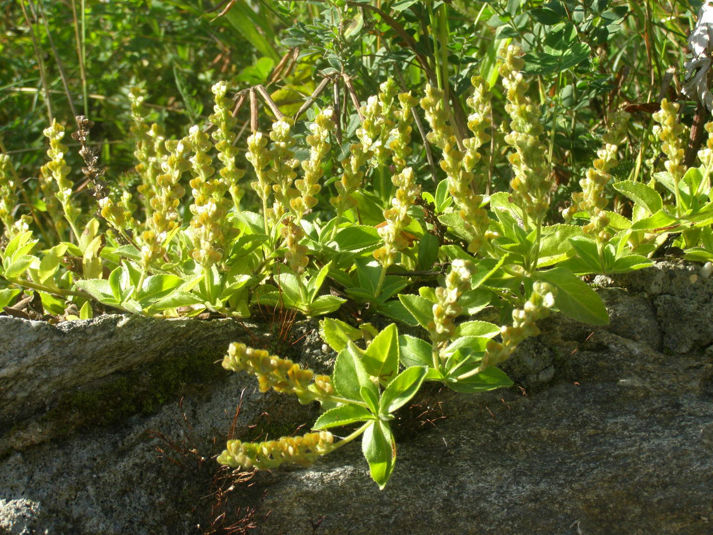 Veronica officinalis in fruttificazione