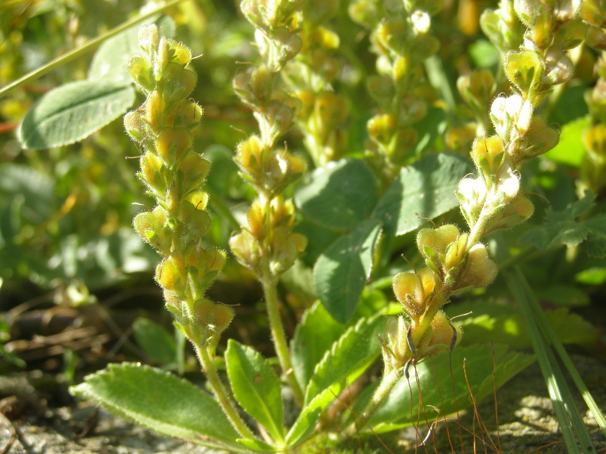 Veronica officinalis in fruttificazione