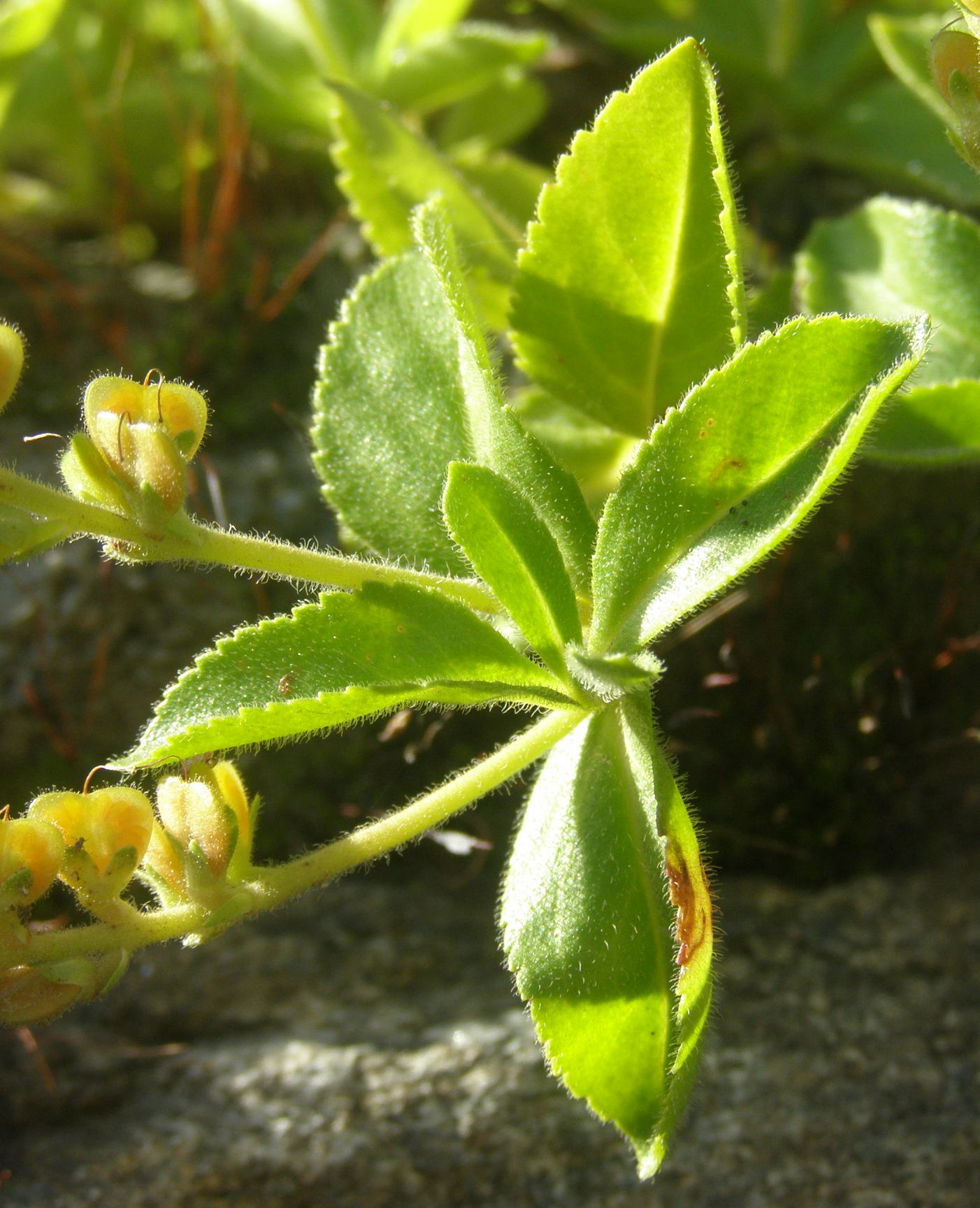 Veronica officinalis in fruttificazione