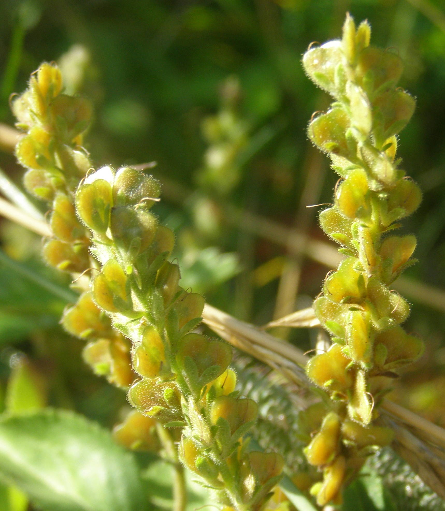 Veronica officinalis in fruttificazione