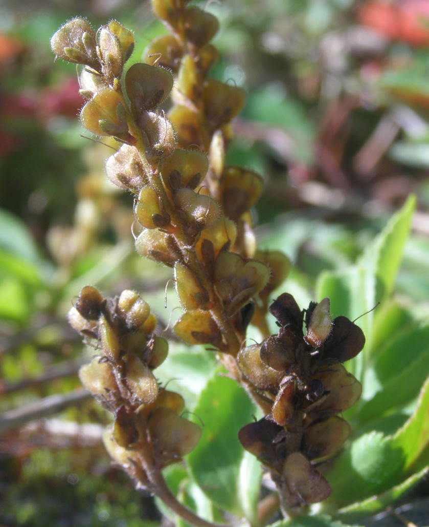 Veronica officinalis in fruttificazione