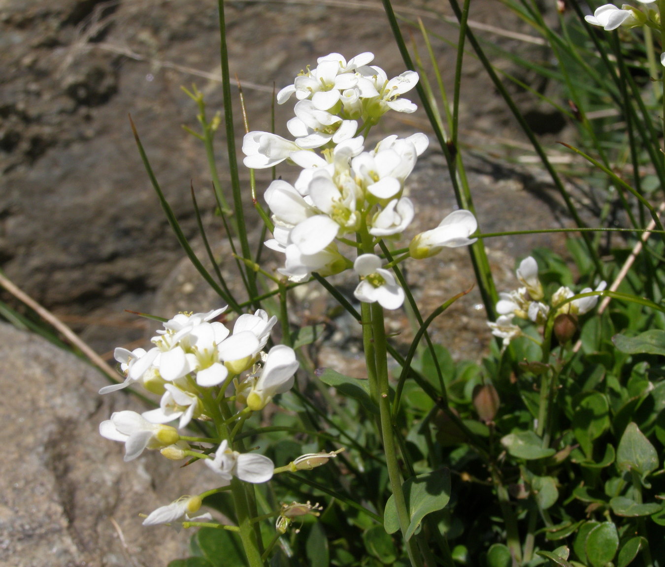 crucifera da determinare