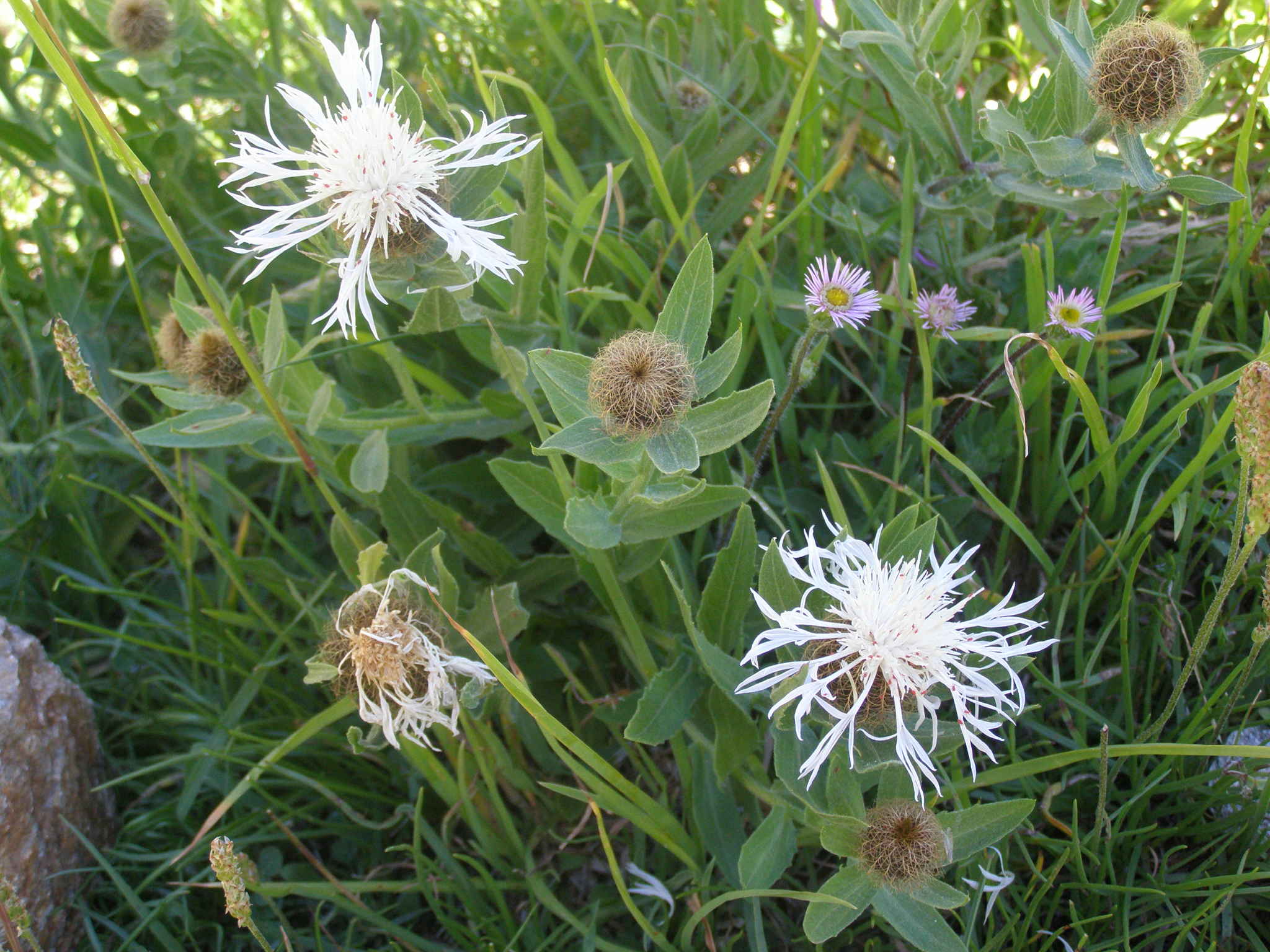 Centaurea nervosa, apocromia