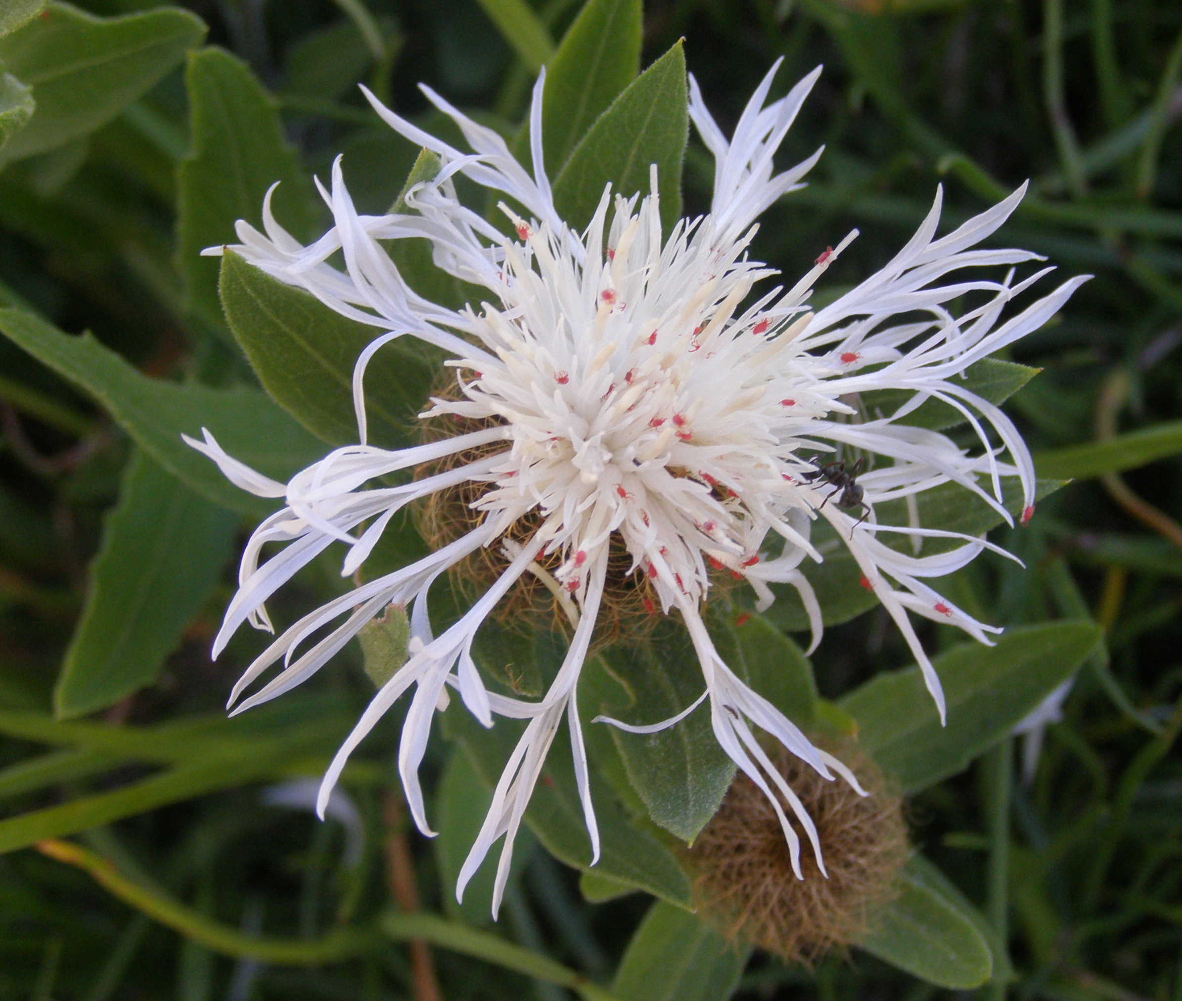 Centaurea nervosa, apocromia