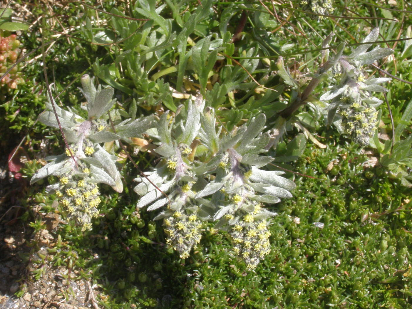 artemisia da det.