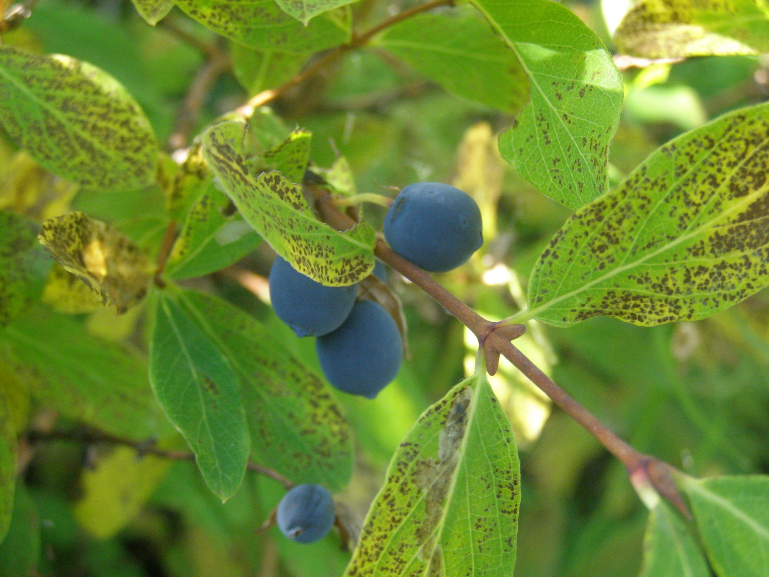 Lonicera caerulea / Caprifoglio turchino