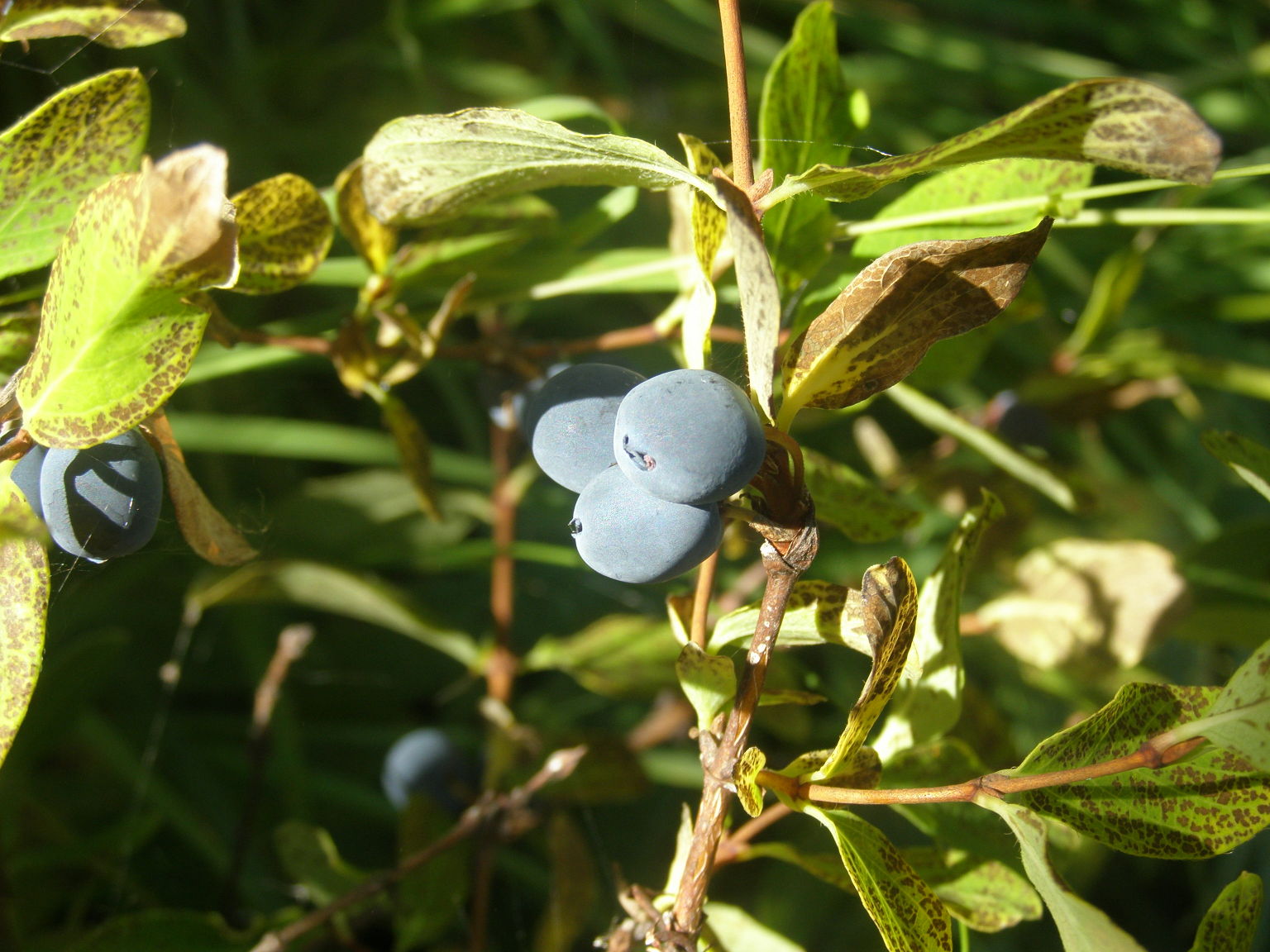 Lonicera caerulea / Caprifoglio turchino