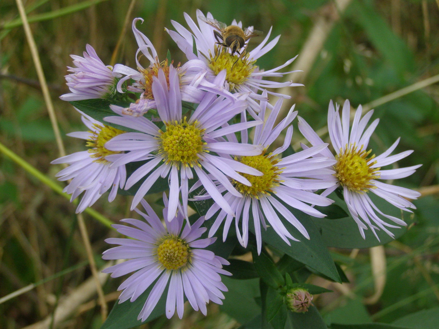 Symphyotrichum novi-belgii / Astro americano